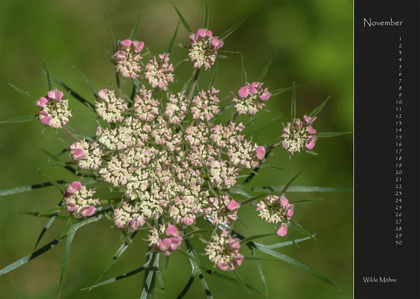 11 2017 Kalender Wildblumen.webp