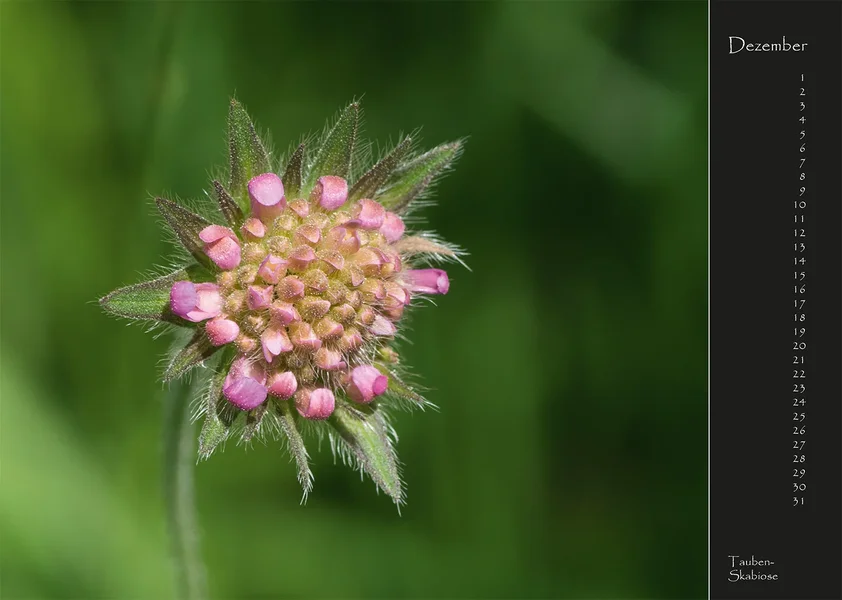 12 2017 Kalender Wildblumen.webp
