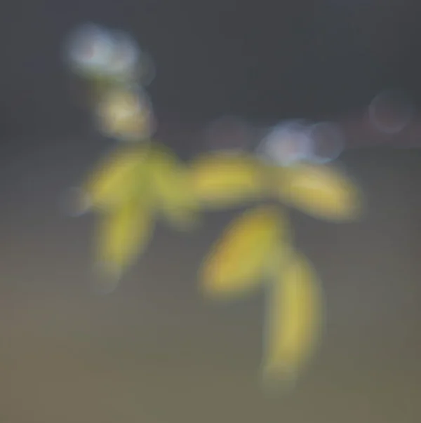 ci_SAM_1793.webp
