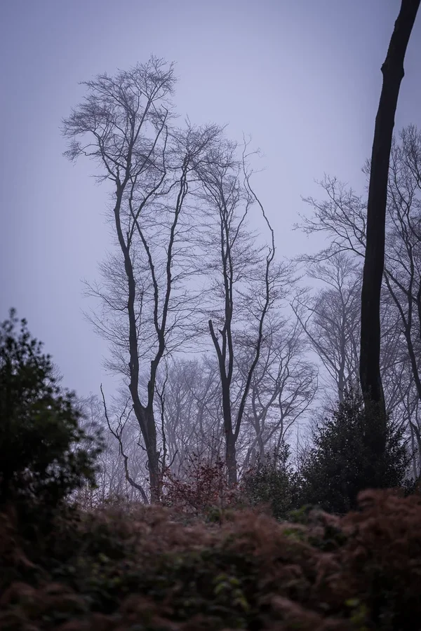 2017-12-02Nebelwald_GFX-1025.webp