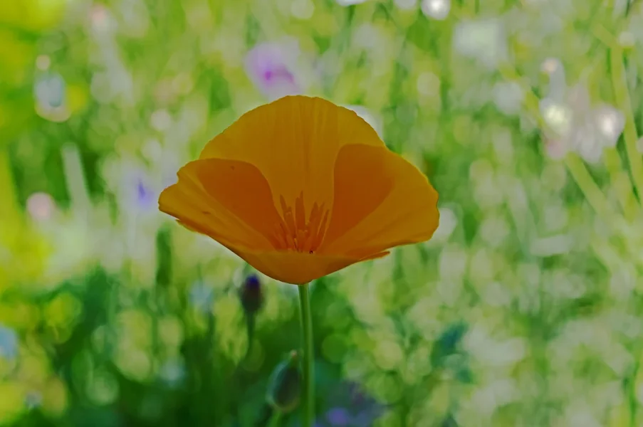 IMGP8853.webp