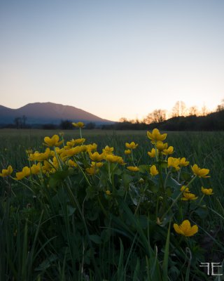 20170409-_IGP2601.jpg 20170409-_IGP2601.jpg