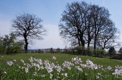 20170412-_IGP2667.jpg 20170412-_IGP2667.jpg