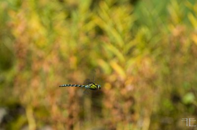 20170902-_IGP7013.jpg 20170902-_IGP7013.jpg