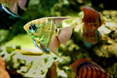 aquarium_k.jpg