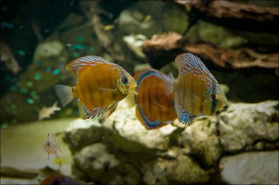 fische_2_k.jpg