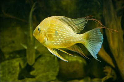 fische_k.jpg