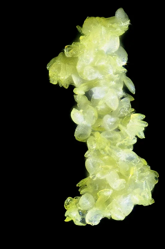 2016-11-28 22-15-32 (C) Blütenpollen klein.webp