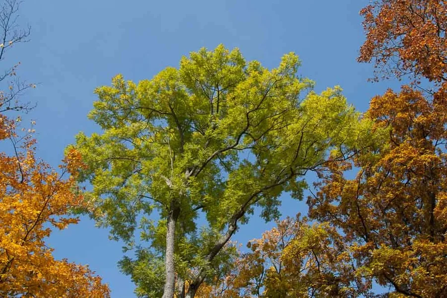 20081010-_MG_1724.webp 20081010-_MG_1724.webp