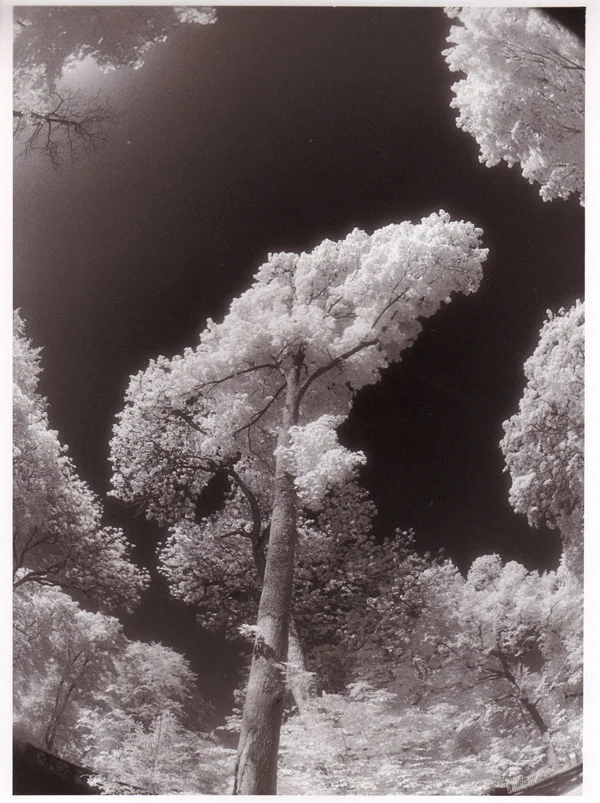 Baum IR.webp Baum IR.webp