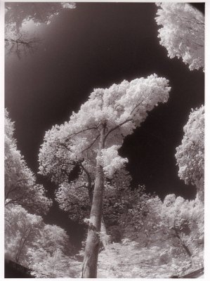 Baum IR.JPG