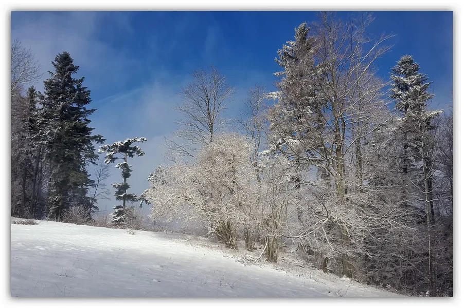 Winter2.webp