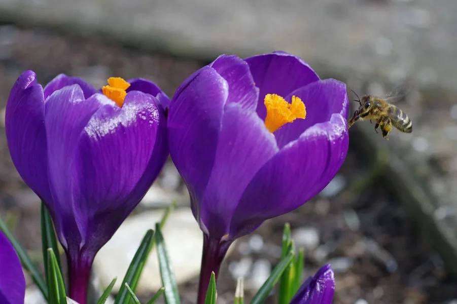 comp_6362.webp