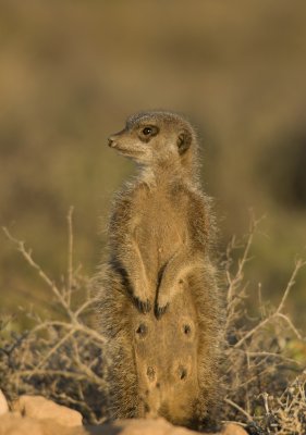 HSTM_IMG9899.jpg