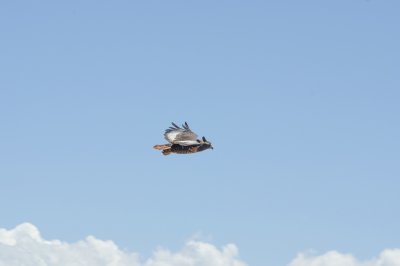 HSTM_IMG0908.jpg