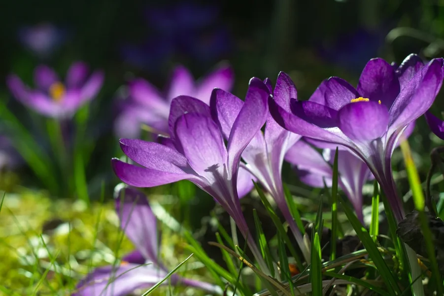 SDIM4658.webp