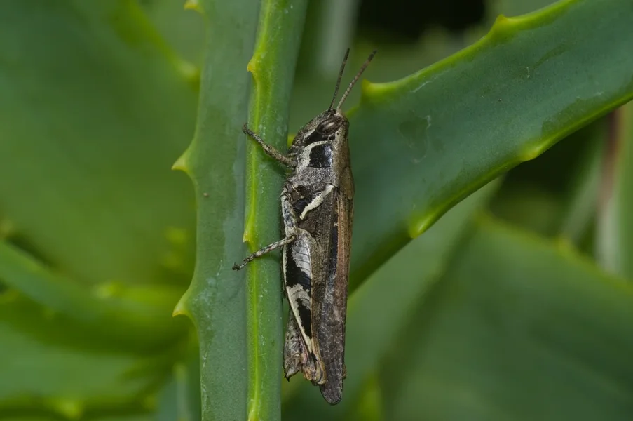 HSTM_IMG2537.jpg