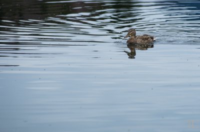 20180330-_IGP8604.jpg 20180330-_IGP8604.jpg