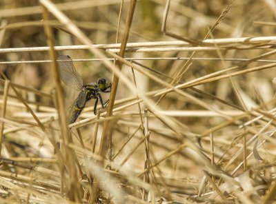 Macro_IMG2803-Bearbeitet.jpg