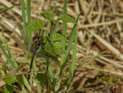 Macro_IMG2835-Bearbeitet.jpg