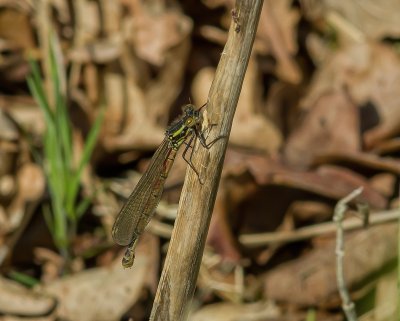 Macro_IMG2843-Bearbeitet.jpg