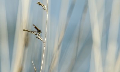 Macro_IMG2743-Bearbeitet.jpg