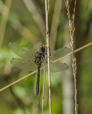Macro_IMG2826-Bearbeitet.jpg