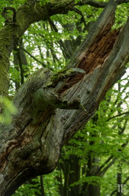 20180428-_IGP9535.jpg