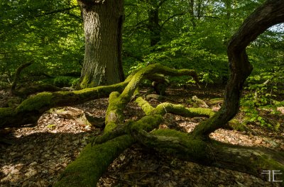 20180428-_IGP9552.jpg