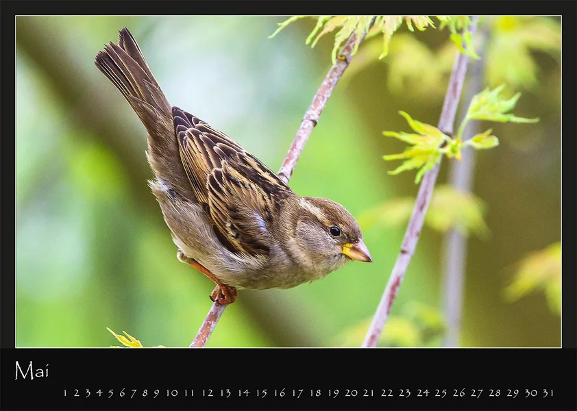 05 Kalender 2018 DIN A 4 Natur Mai.webp