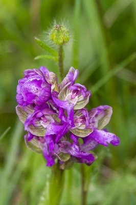 IMGP3187 28. April 2018 Peulendorf Kleines Knabenkraut.jpg