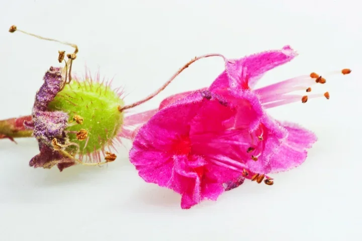 RosskastRotFruchtundBlüteSLCan180MacroFINSTAKO_720x480.webp