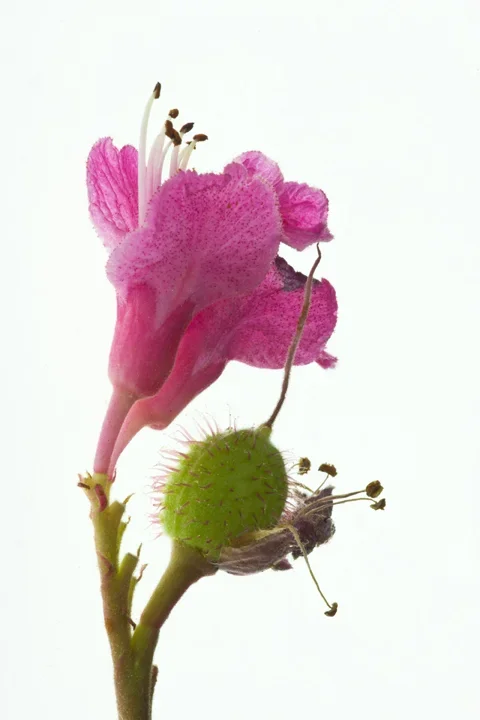 RosskastRotFruchtundBlütenanddereVersionuchSLCan180MacroOPTIMAFINMANBEFINFINFINHOCHFORMAT.webp