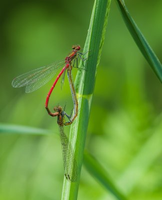 Macro_IMG3002-Bearbeitet.jpg