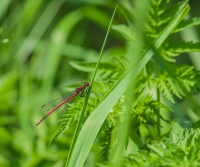 Macro_IMG3009-Bearbeitet.jpg