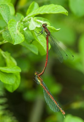 Macro_IMG3060.jpg