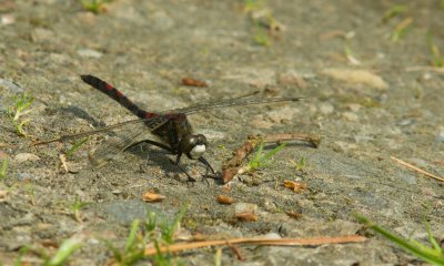 Macro_IMG3081.jpg