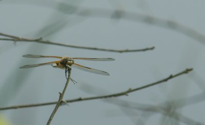 Macro_IMG3104.jpg