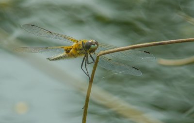 Macro_IMG3151.jpg