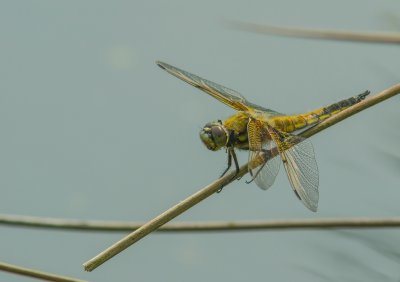 Macro_IMG3154-Bearbeitet.jpg