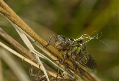 Macro_IMG3258.jpg