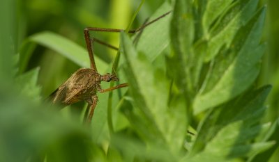 Macro_IMG3269.jpg