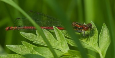 Macro_IMG3288-Bearbeitet.jpg