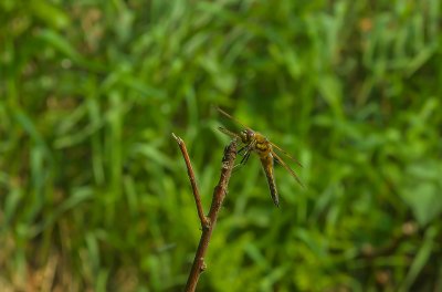 Macro_IMG3290-Bearbeitet.jpg