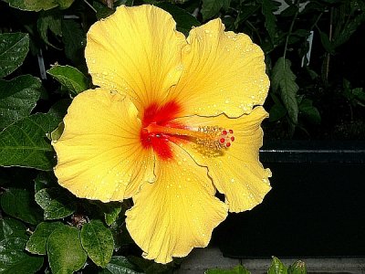 Hibiscus-2a.jpg