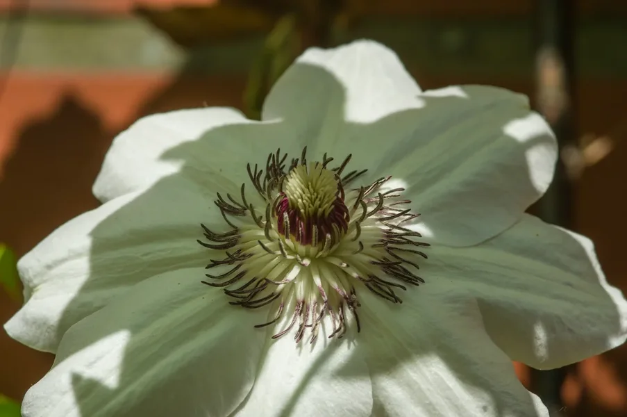 Garten_IMG3383.webp