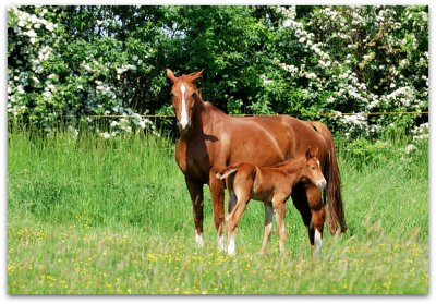 pferde auf goppel.jpg