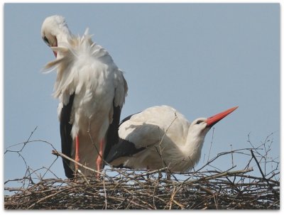 storchenpärchen-rcomp.jpg
