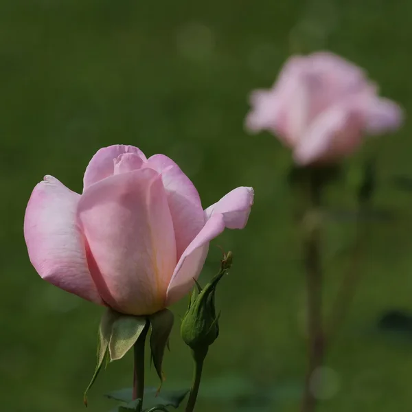 ci_PG9_0611.webp ci_PG9_0611.webp