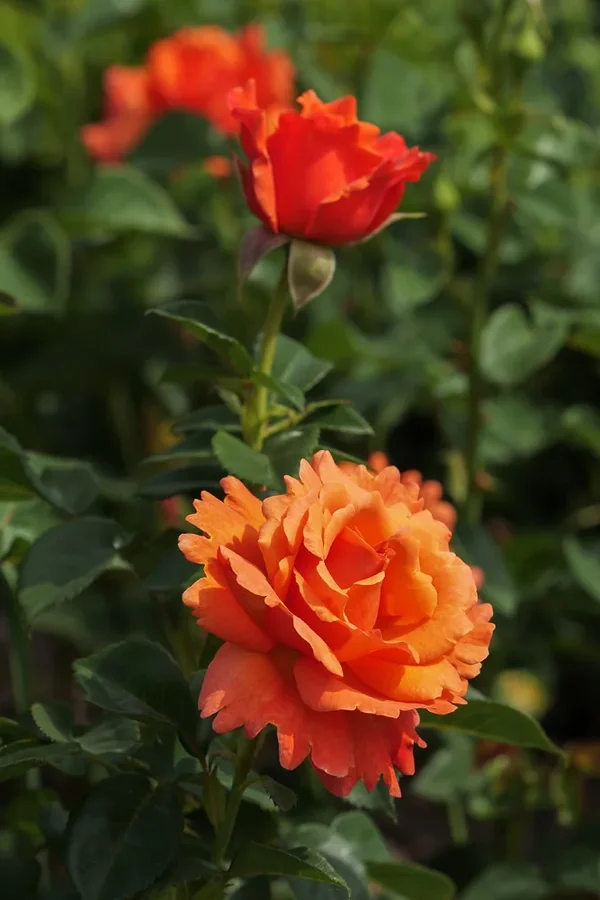 ci_PG9_0670.webp ci_PG9_0670.webp